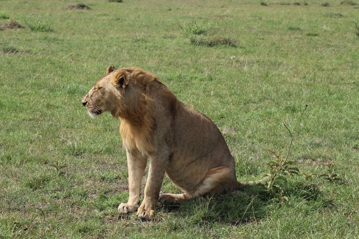 DRY SEASON