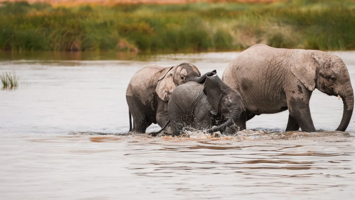 Family Safaris safari experience