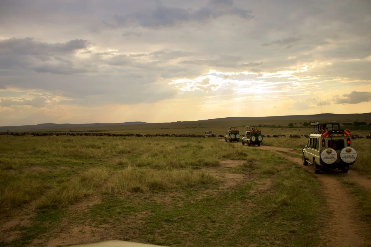 Great Migration safari experience
