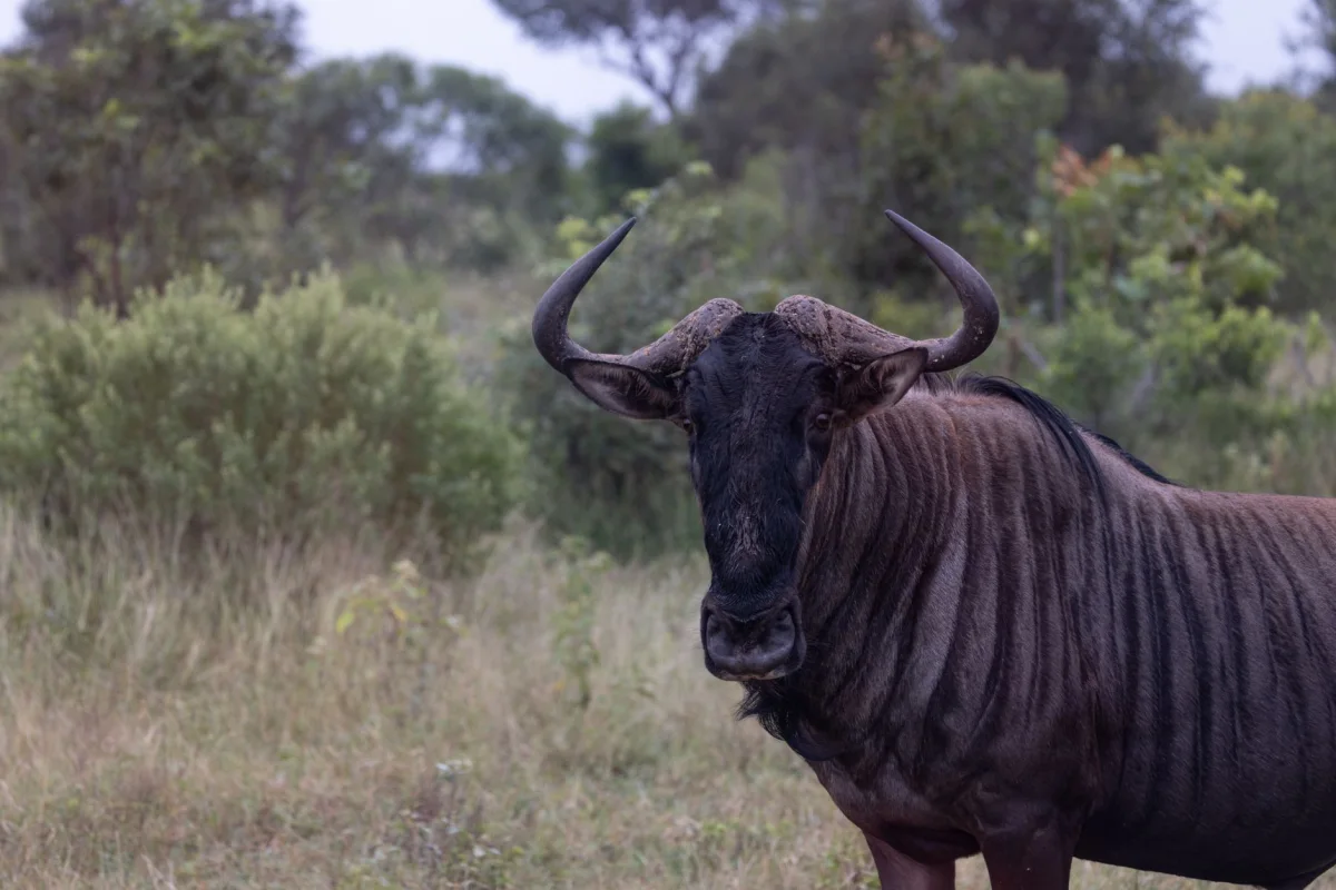 Jozani Chwaka Bay National Park national park