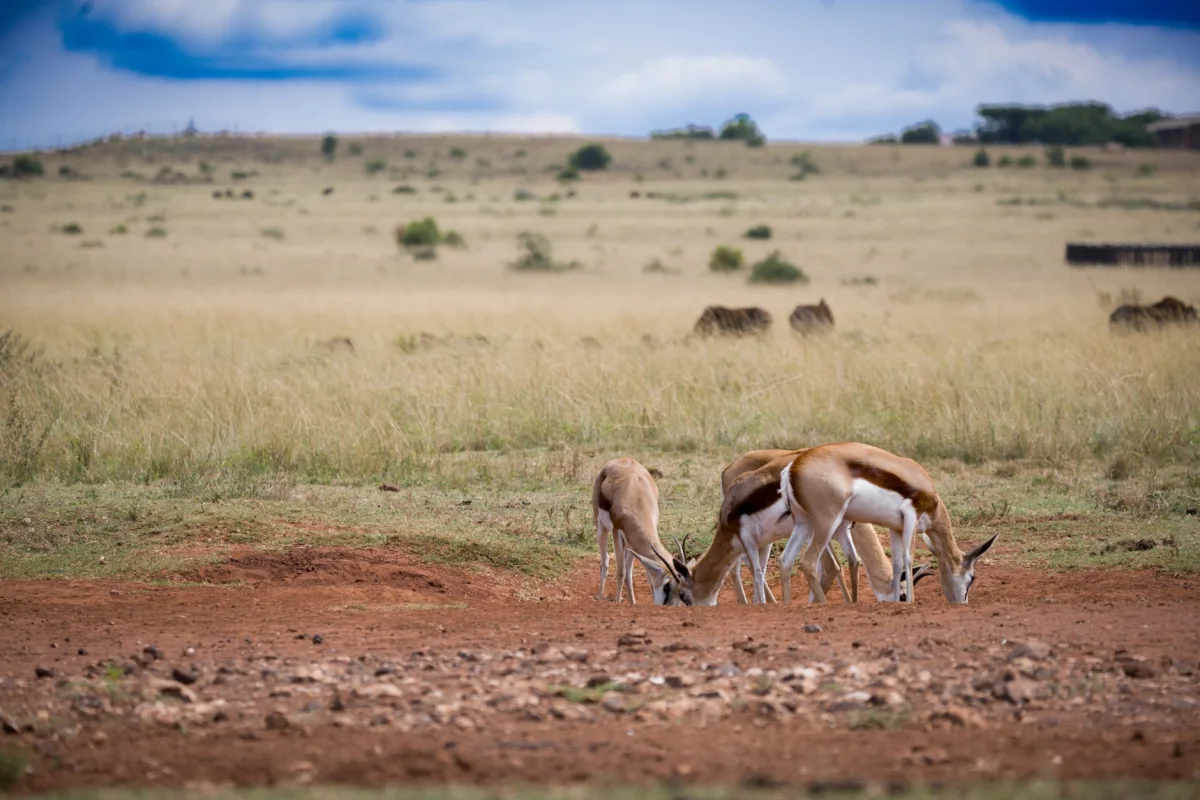 4 Days Maasai Mara Safari