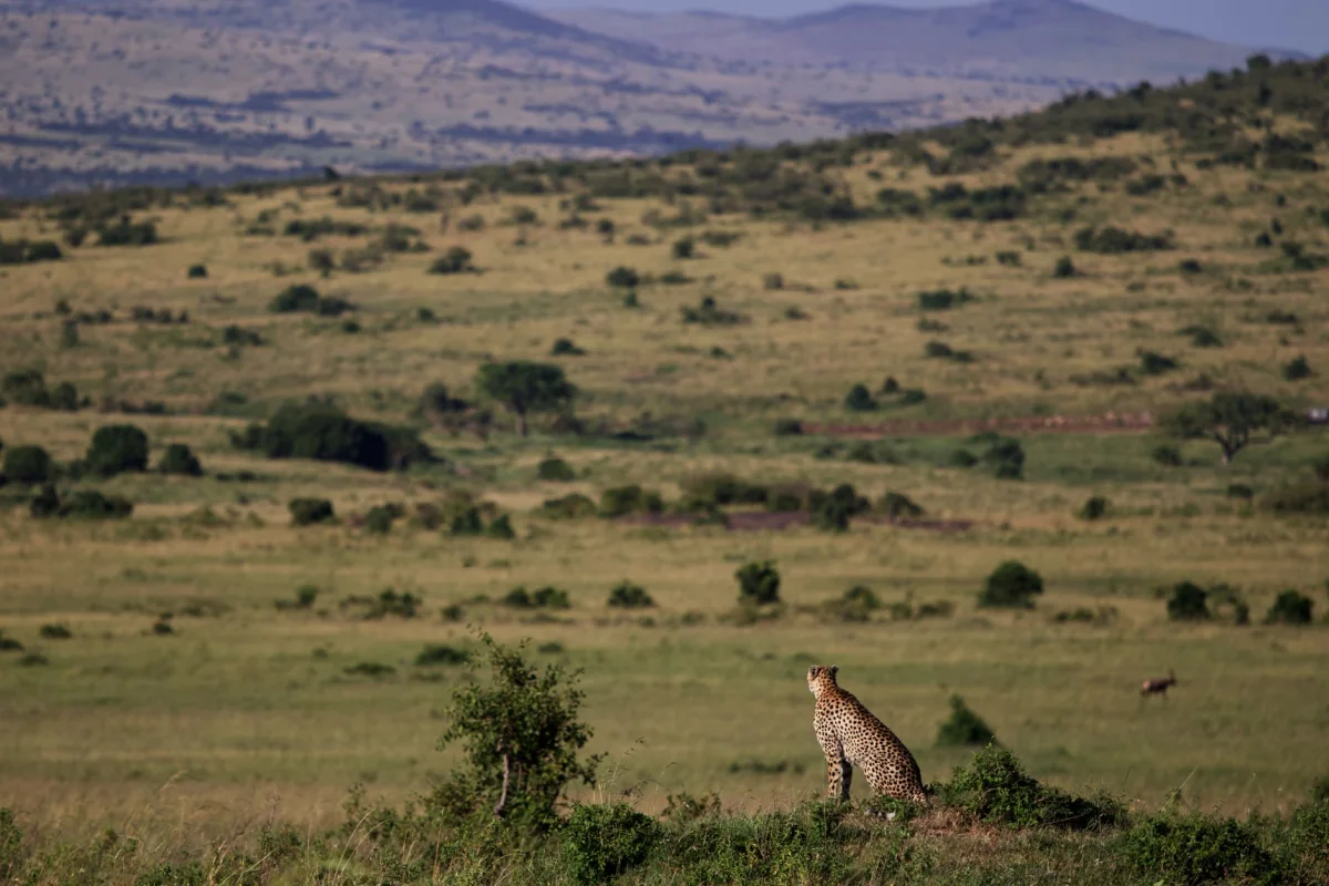 4 Days Maasai Mara Safari