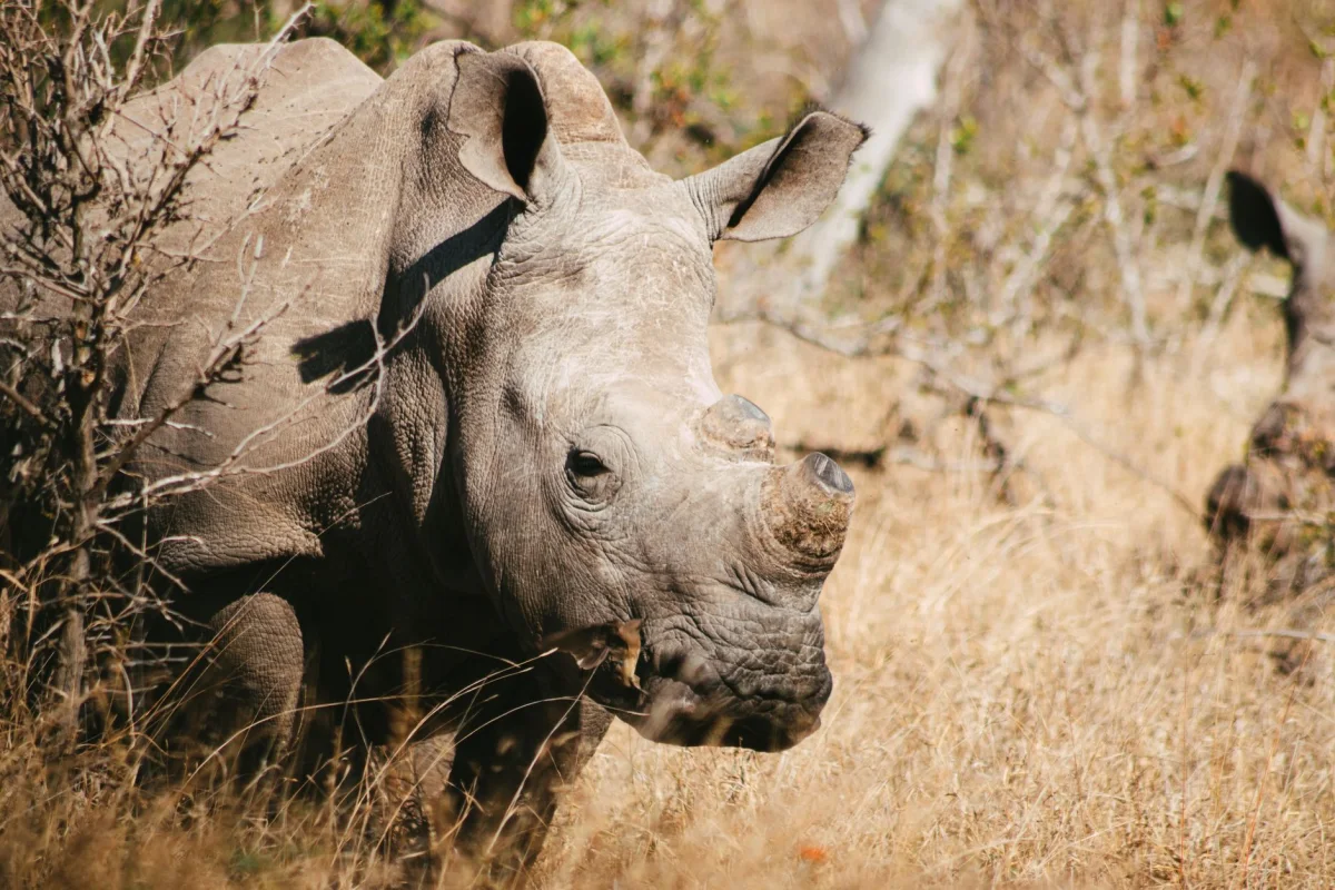 4 Days Maasai Mara Safari