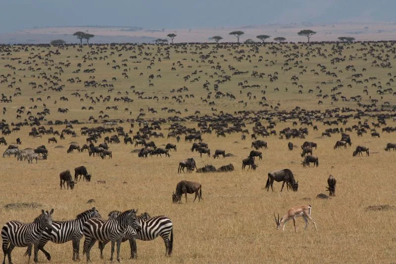 7 Days Best of Kenya Safari