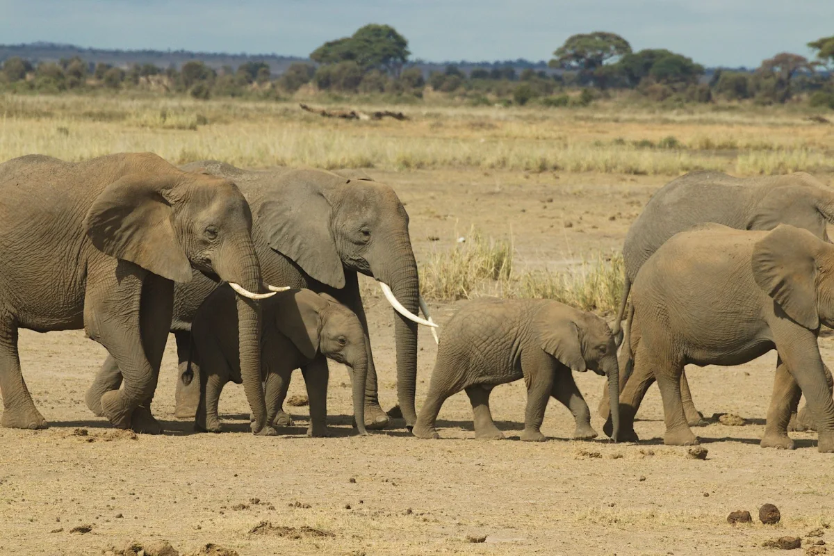 10 Days Kenya Wildlife & Culture safari itinerary