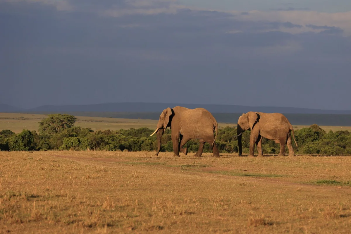 3-Day Maasai Mara Flying Safari safari itinerary