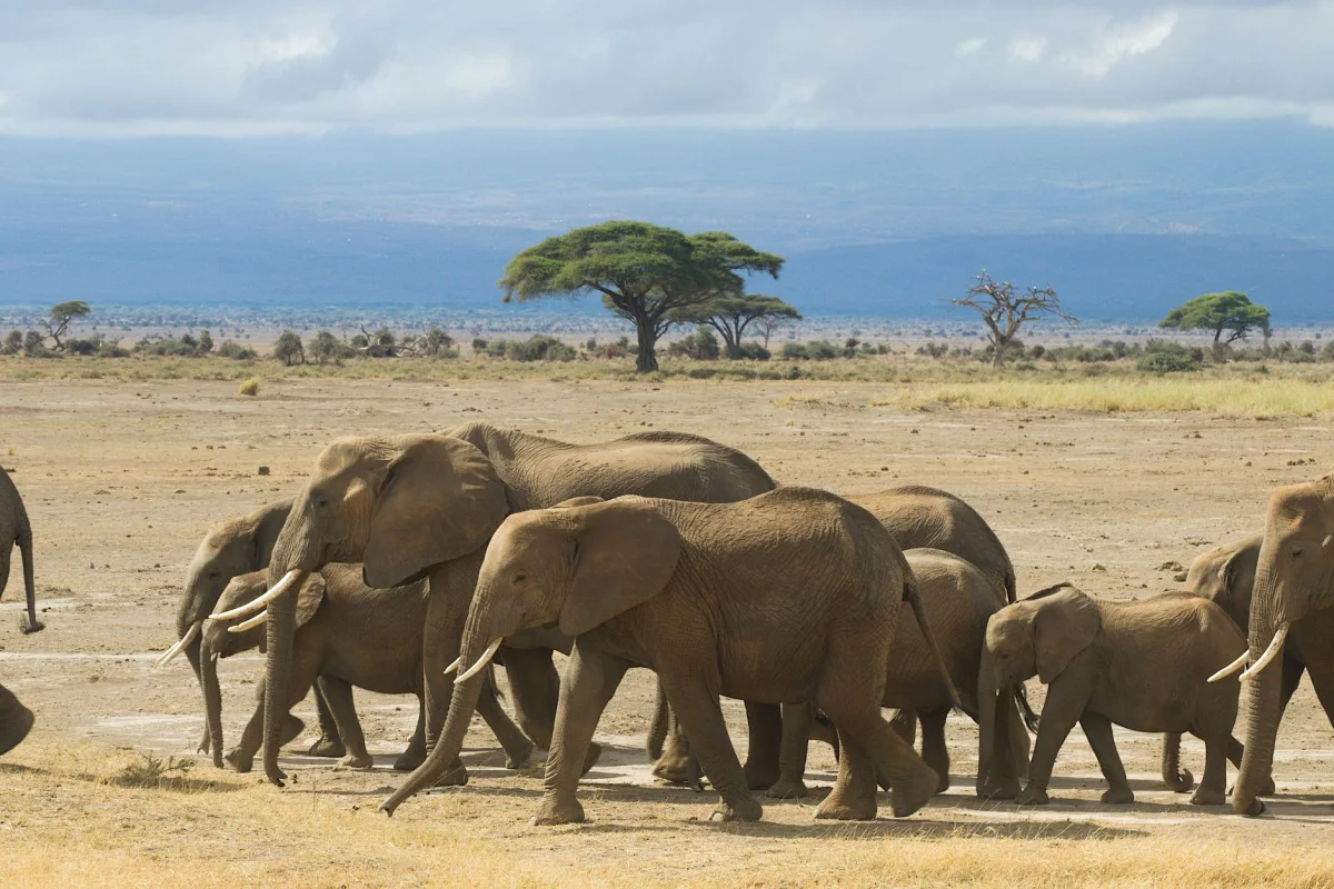 5-Day Serengeti Migration Circuit safari itinerary