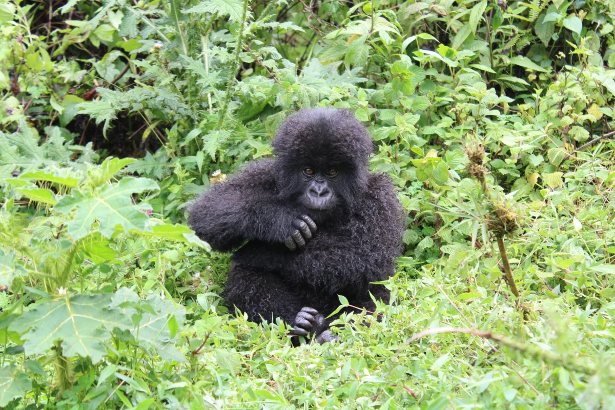 3-Day Bwindi Gorilla Trek safari itinerary