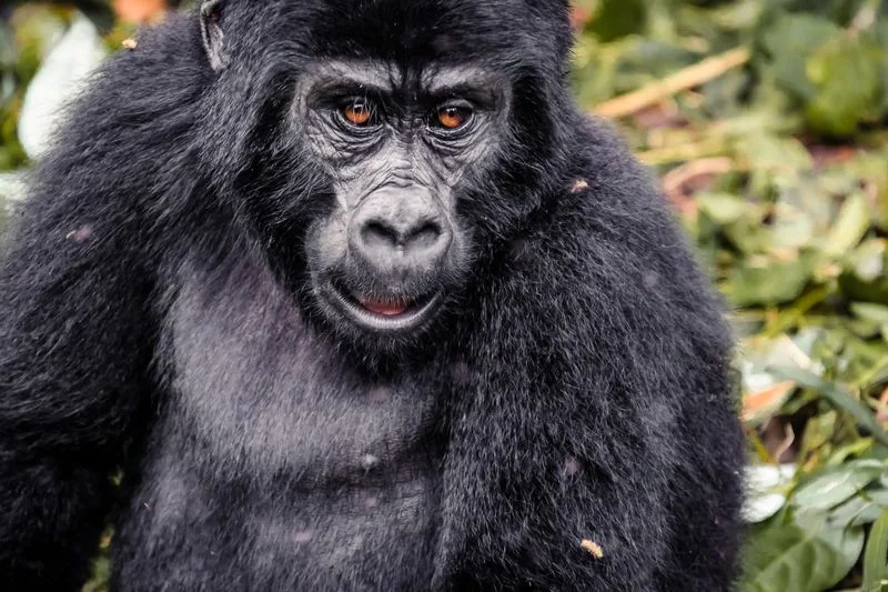 3-Day Bwindi Gorilla Trek