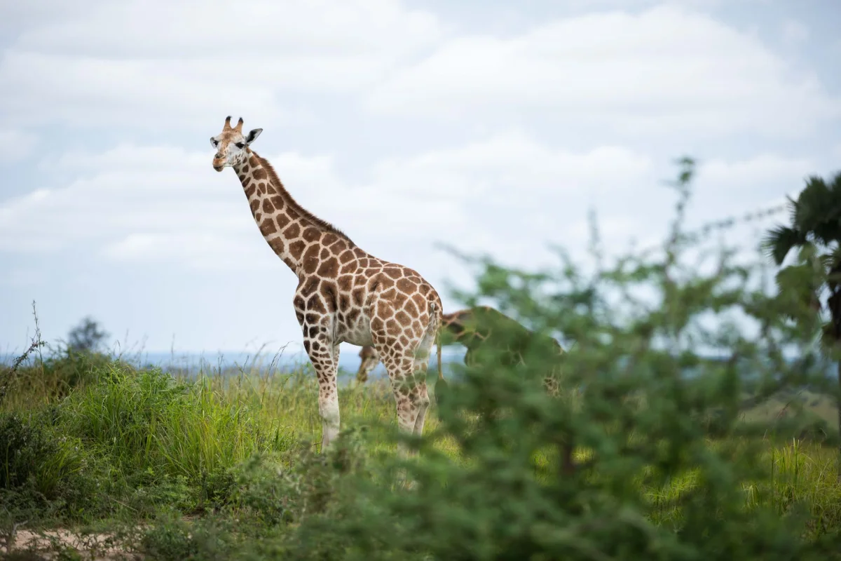 3-Day Bwindi Gorilla Trek