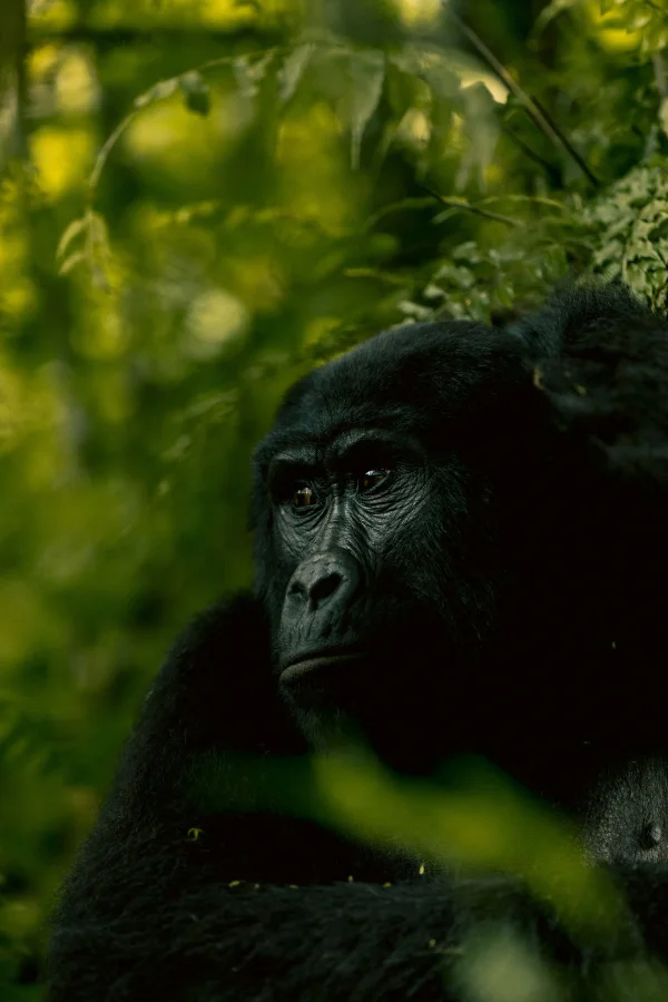 3-Day Bwindi Gorilla Trek