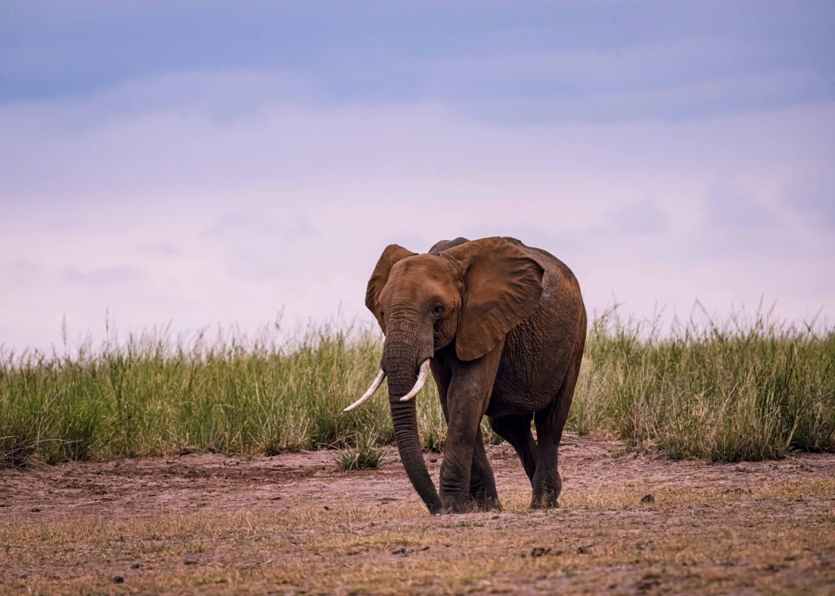 6-Day Kenya Big Five Expedition