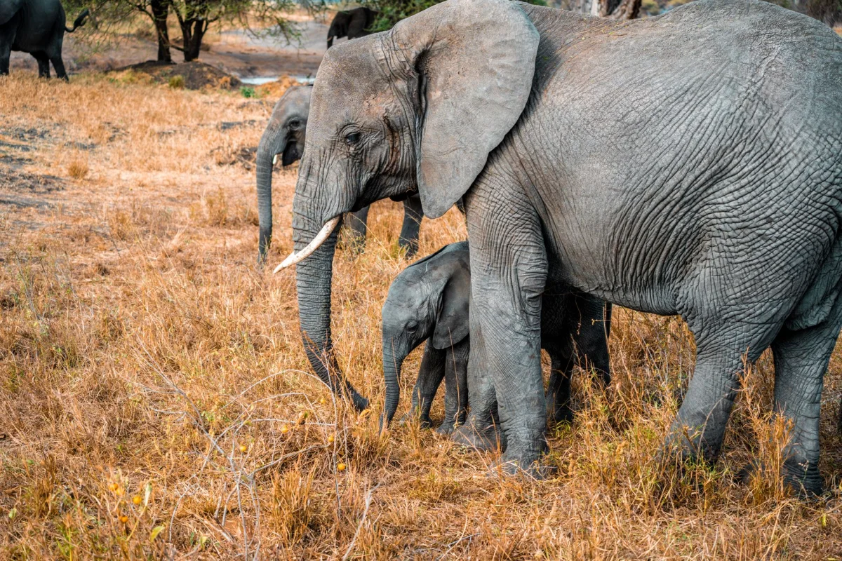 6-Day Tanzania Family Explorer safari itinerary