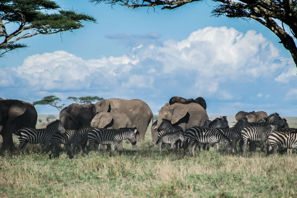 5-Day Serengeti Fly-In Safari safari itinerary