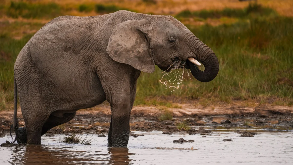 7-Day Tanzania Safari & Zanzibar safari itinerary
