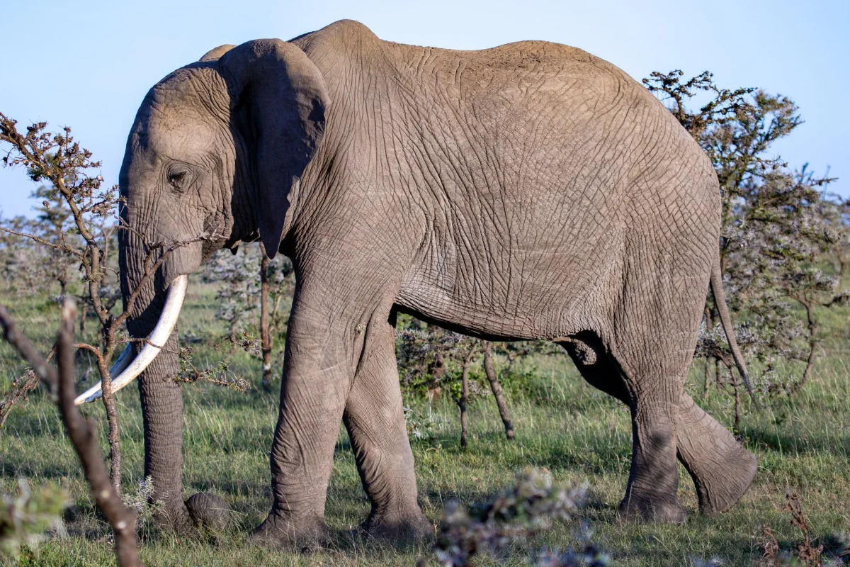 5-Day Kenya Photo Safari