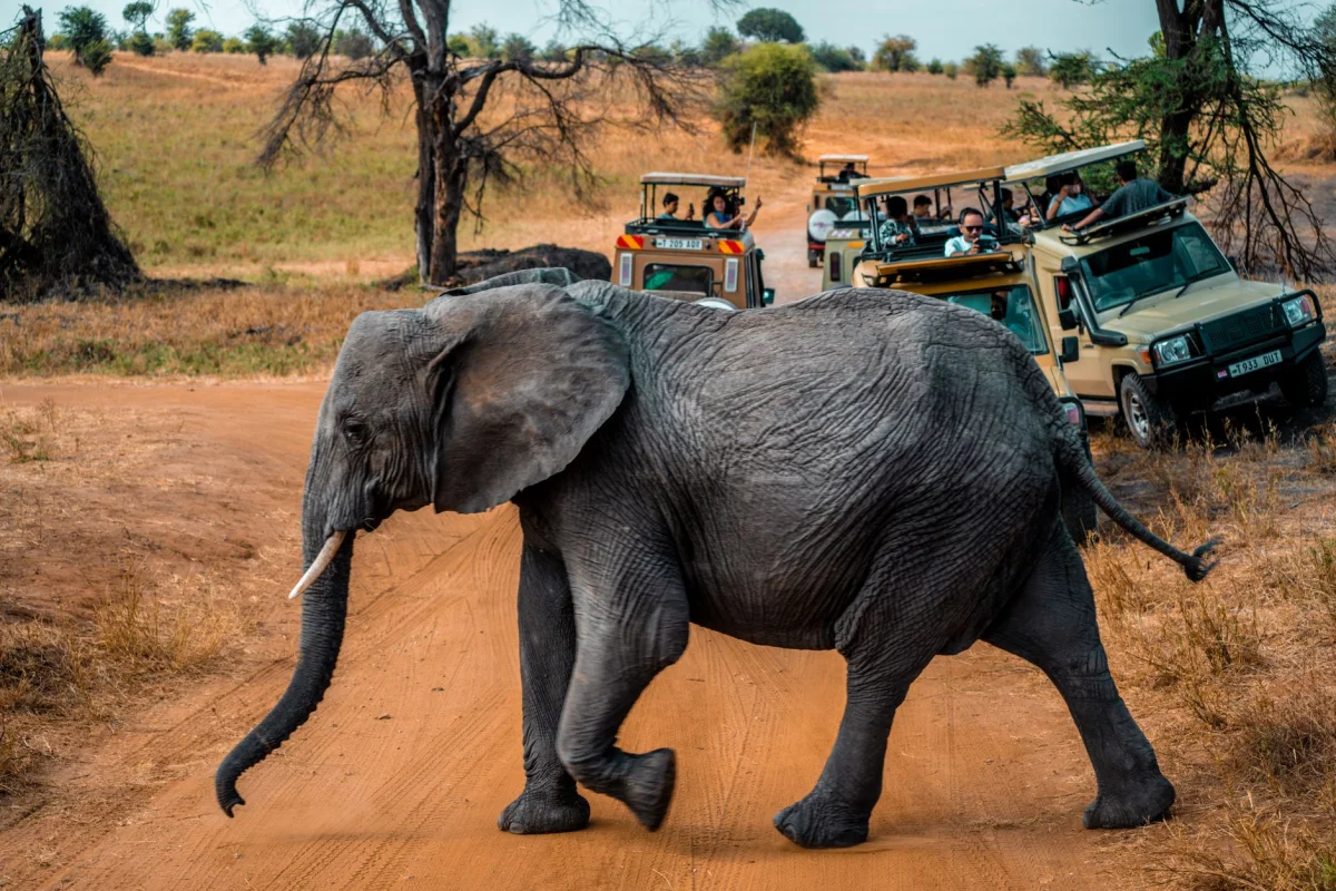 6-Day Tanzania Photo Expedition safari itinerary