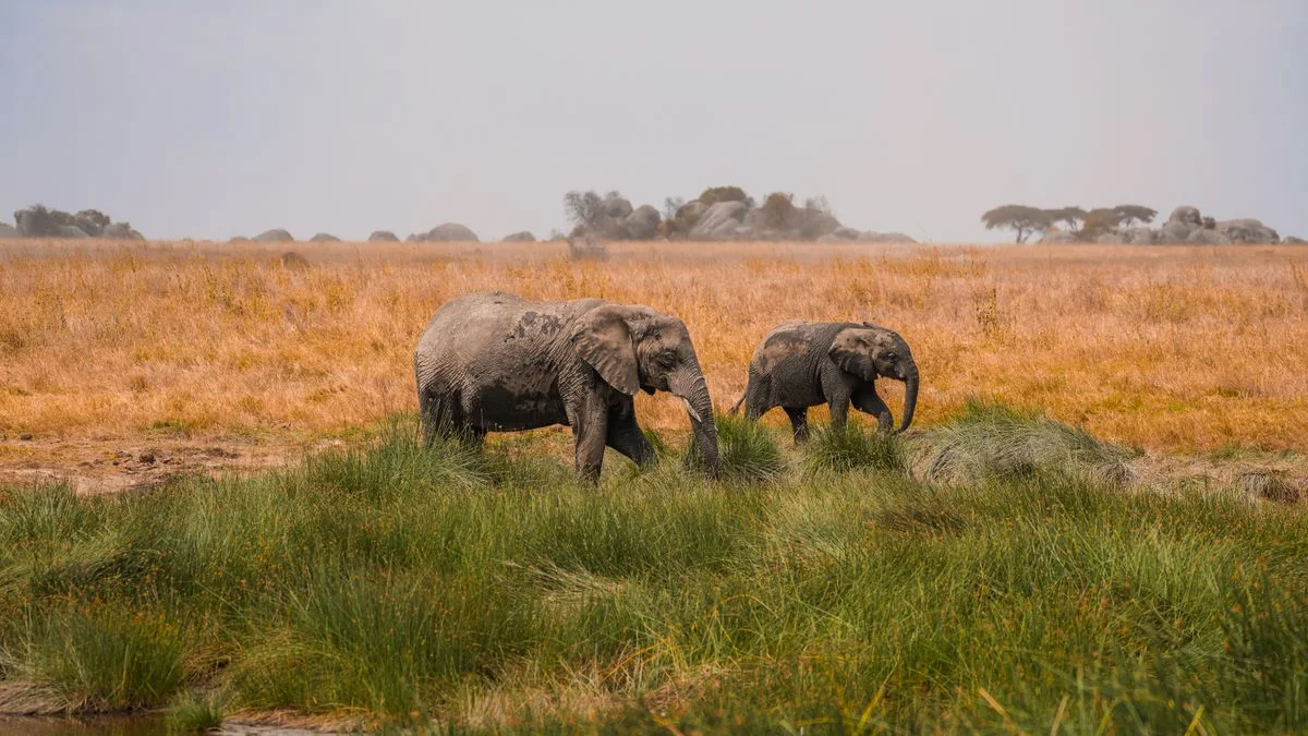 African safari landscape