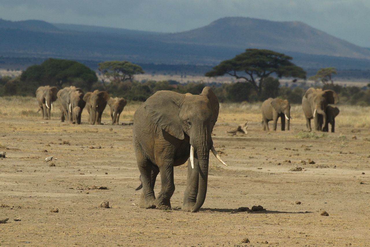 2 Days Amboseli Safari