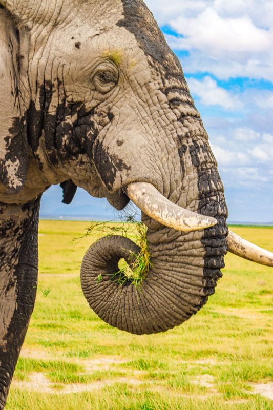 2 Days Amboseli Safari