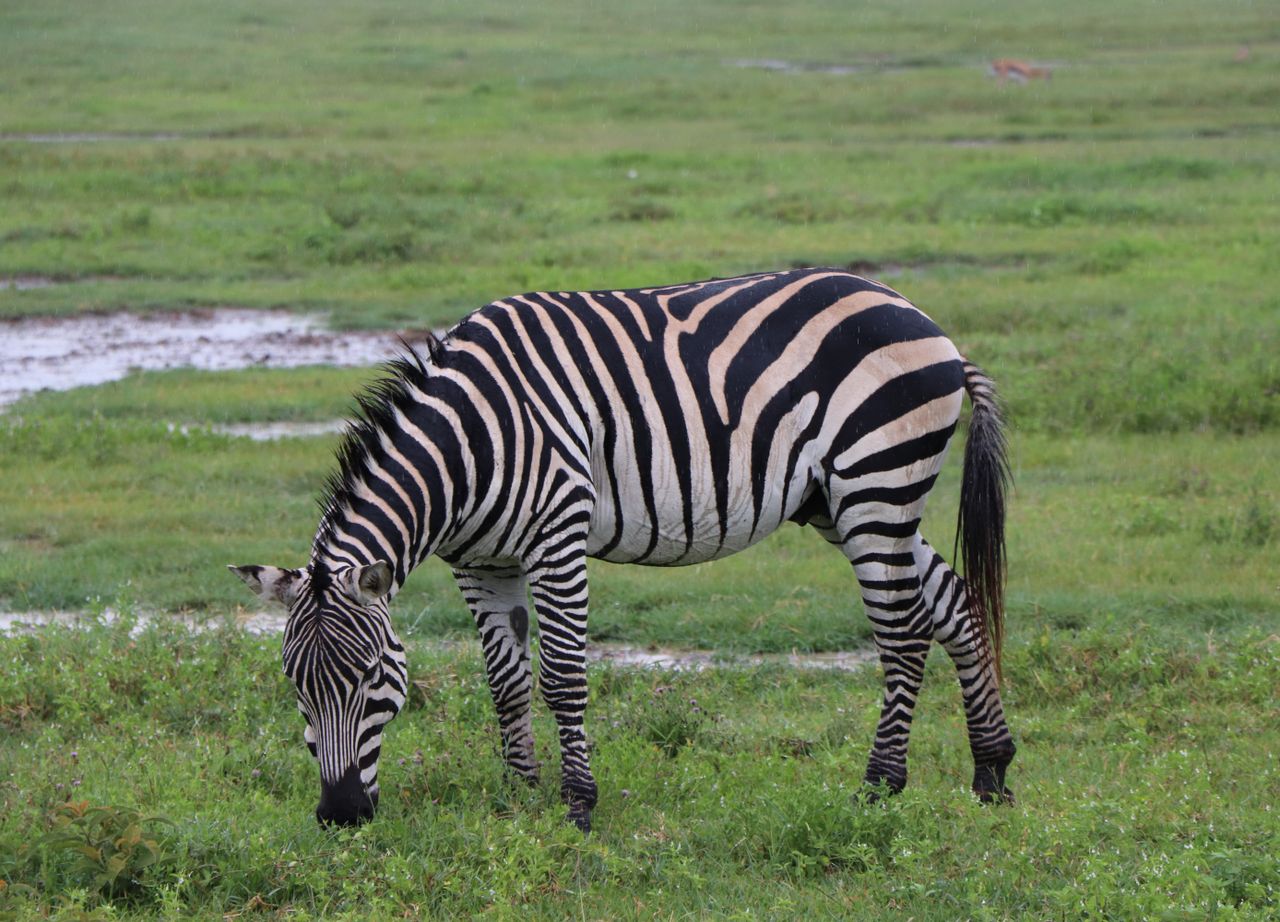 2 Days Amboseli Safari