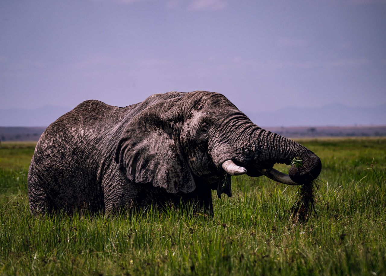 2 Days Amboseli Safari