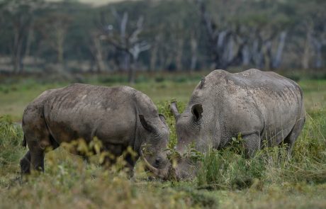 Lake Nakuru National Park national park