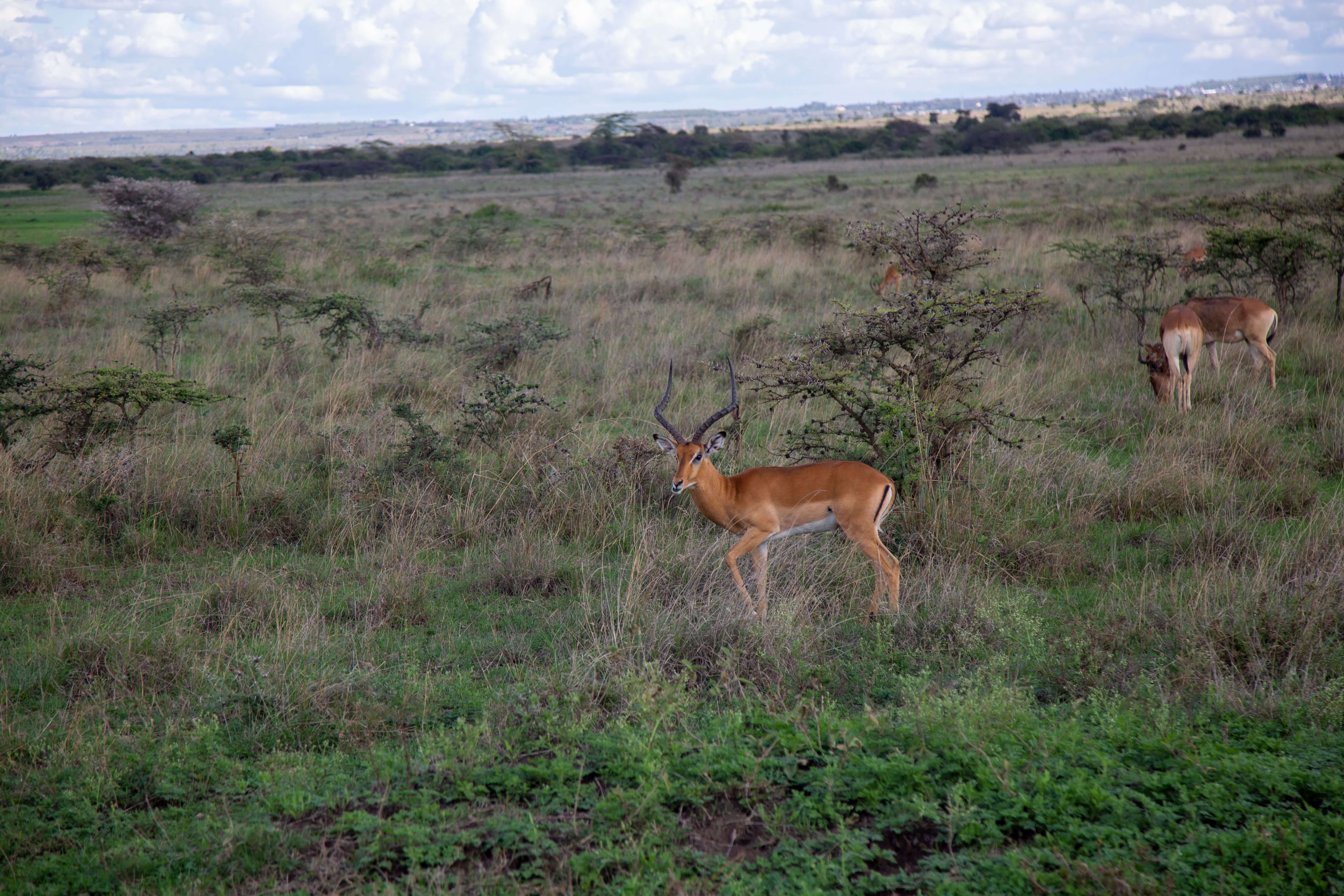 Nairobi National Park