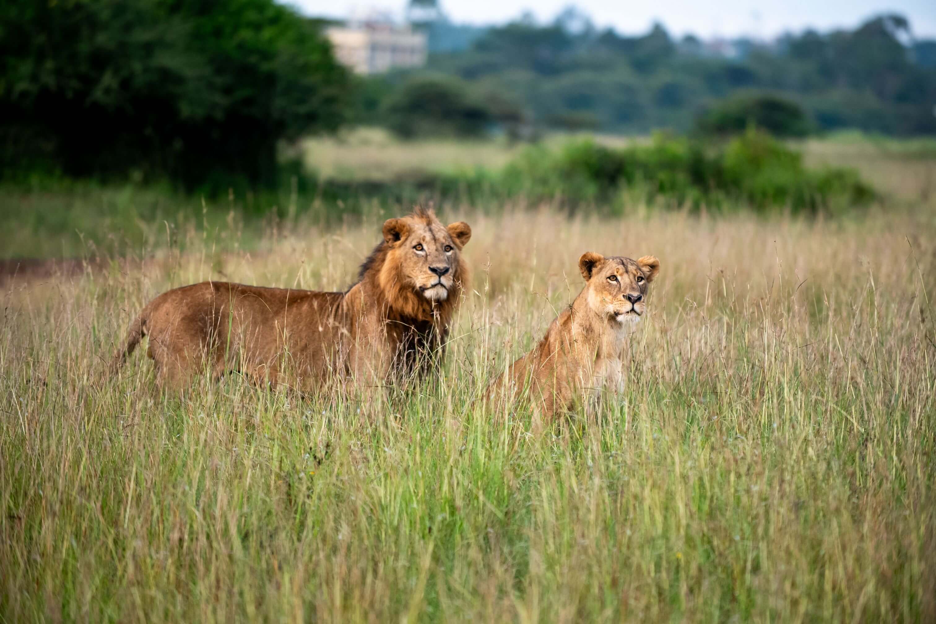 Nairobi National Park