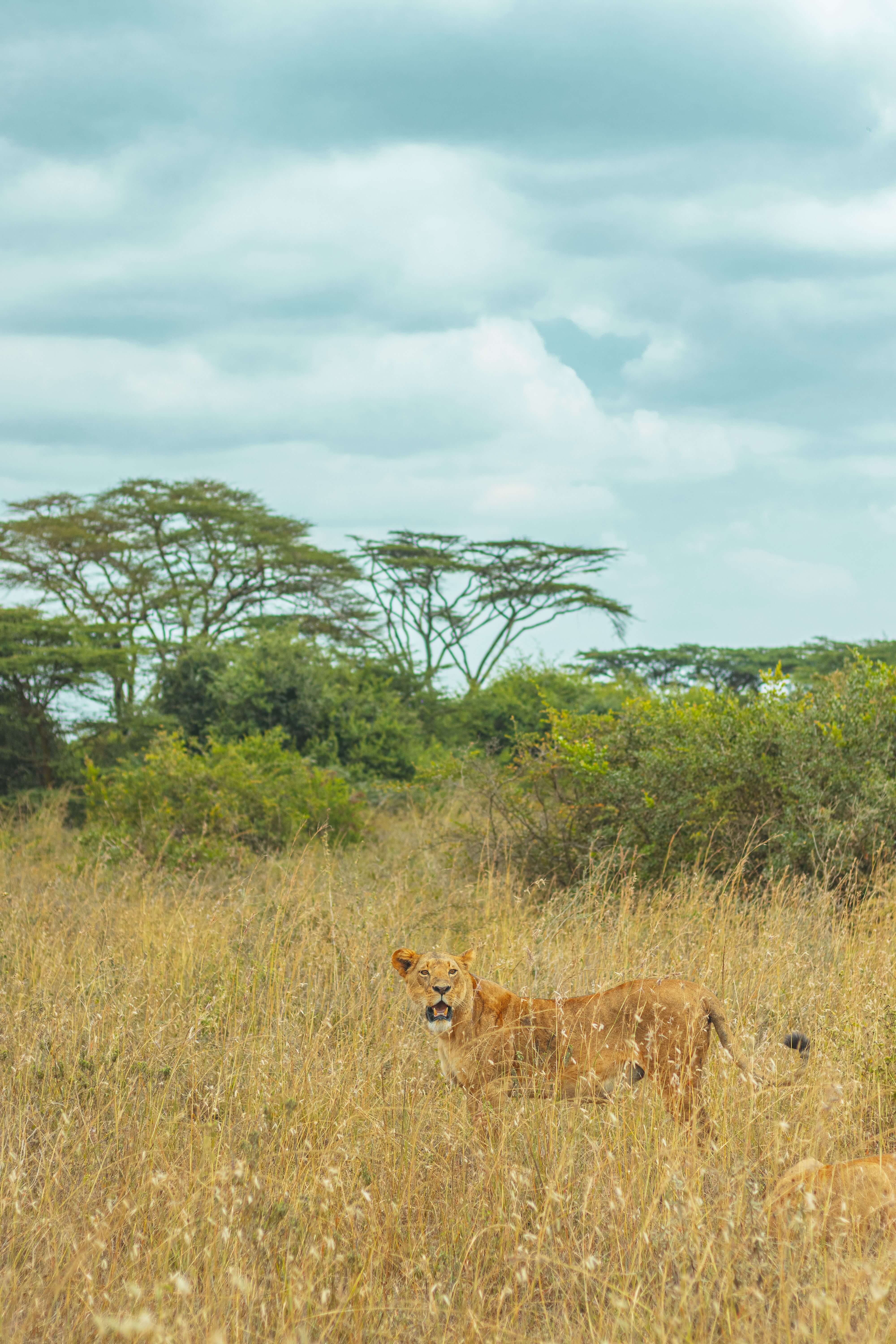 Nairobi National Park
