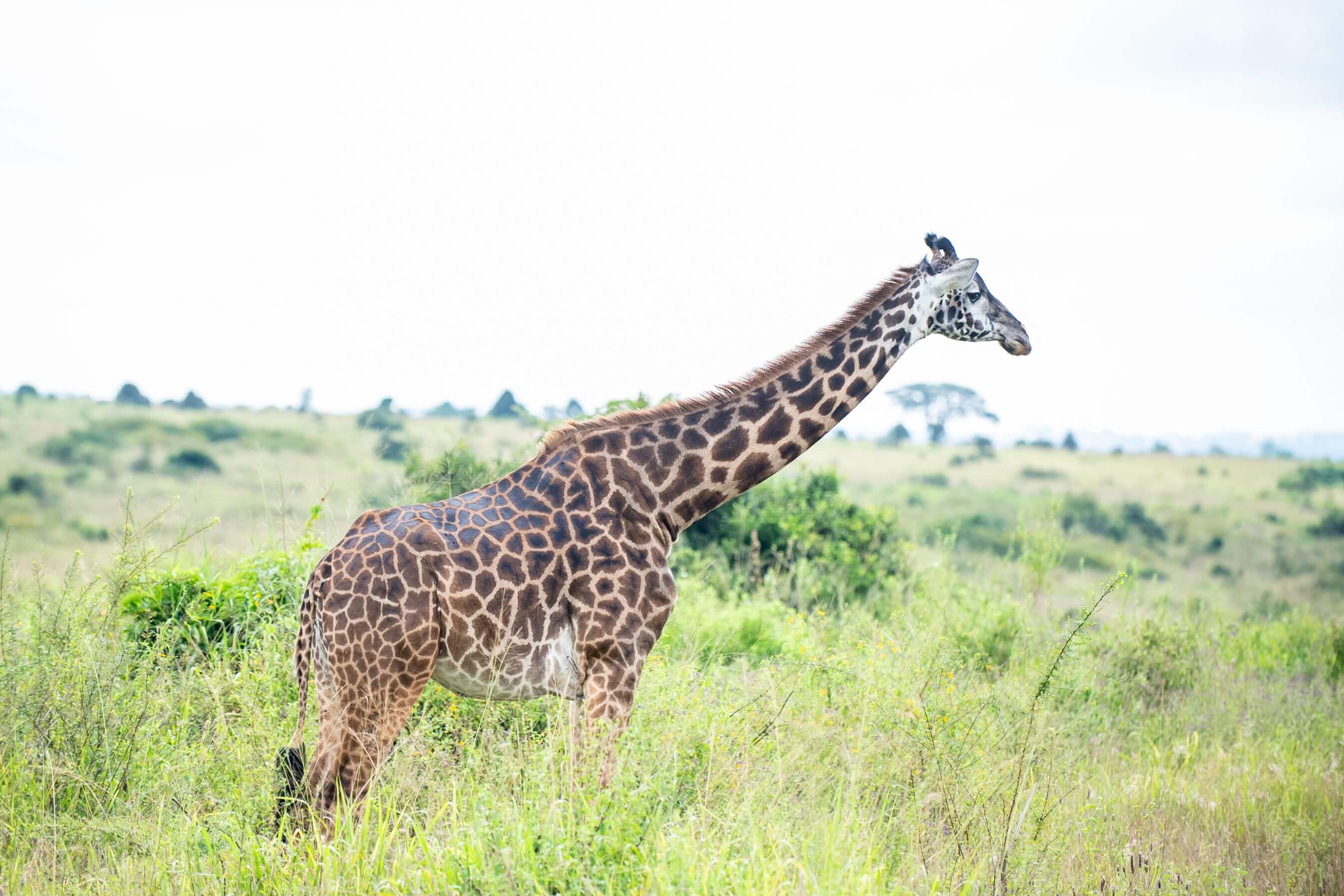 Nairobi National Park