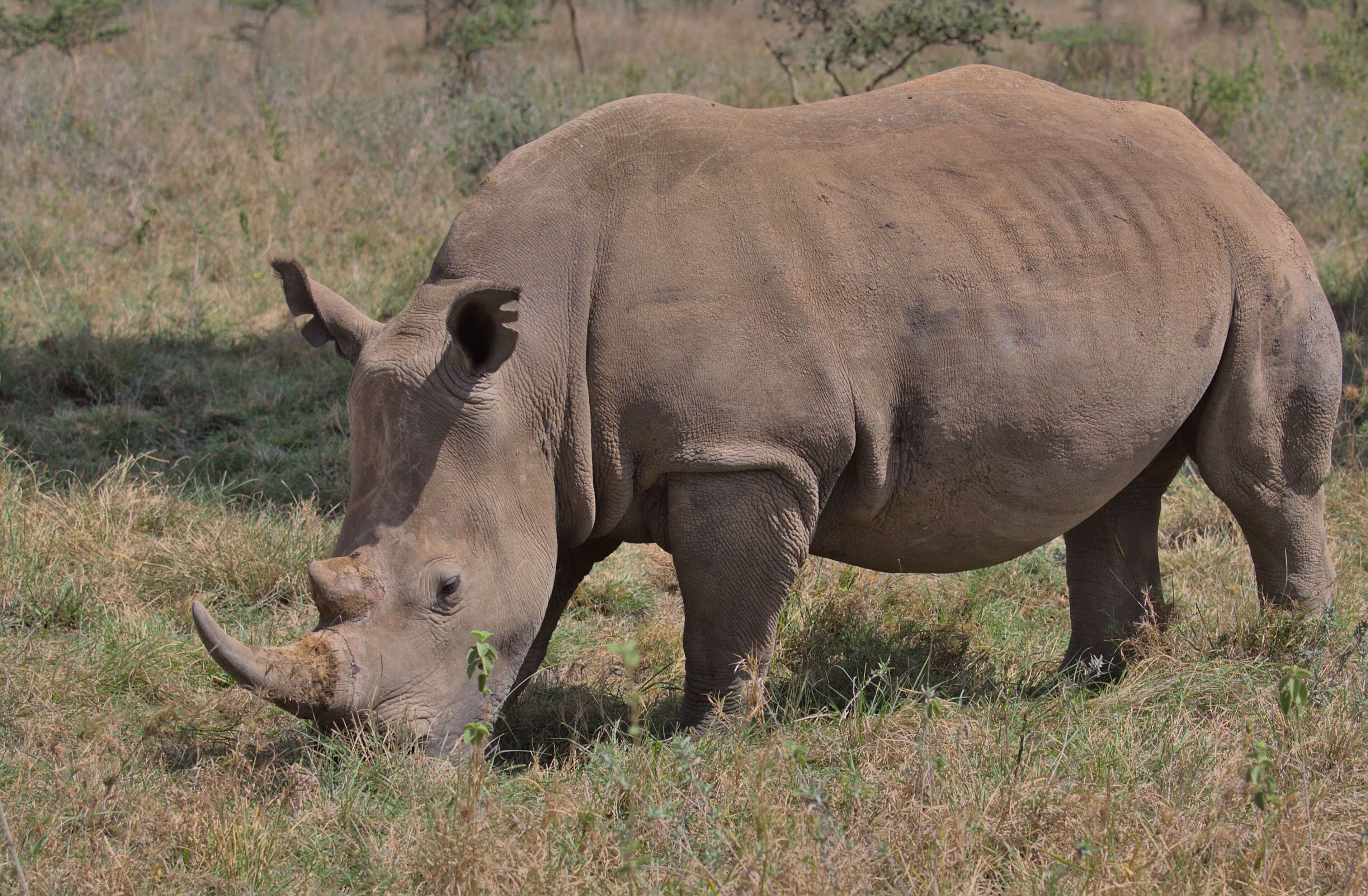 Nairobi National Park