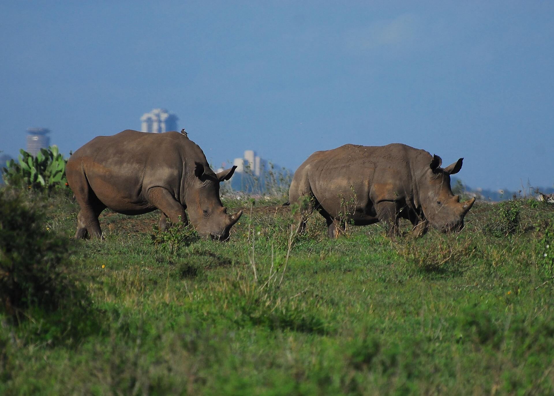 Nairobi National Park national park