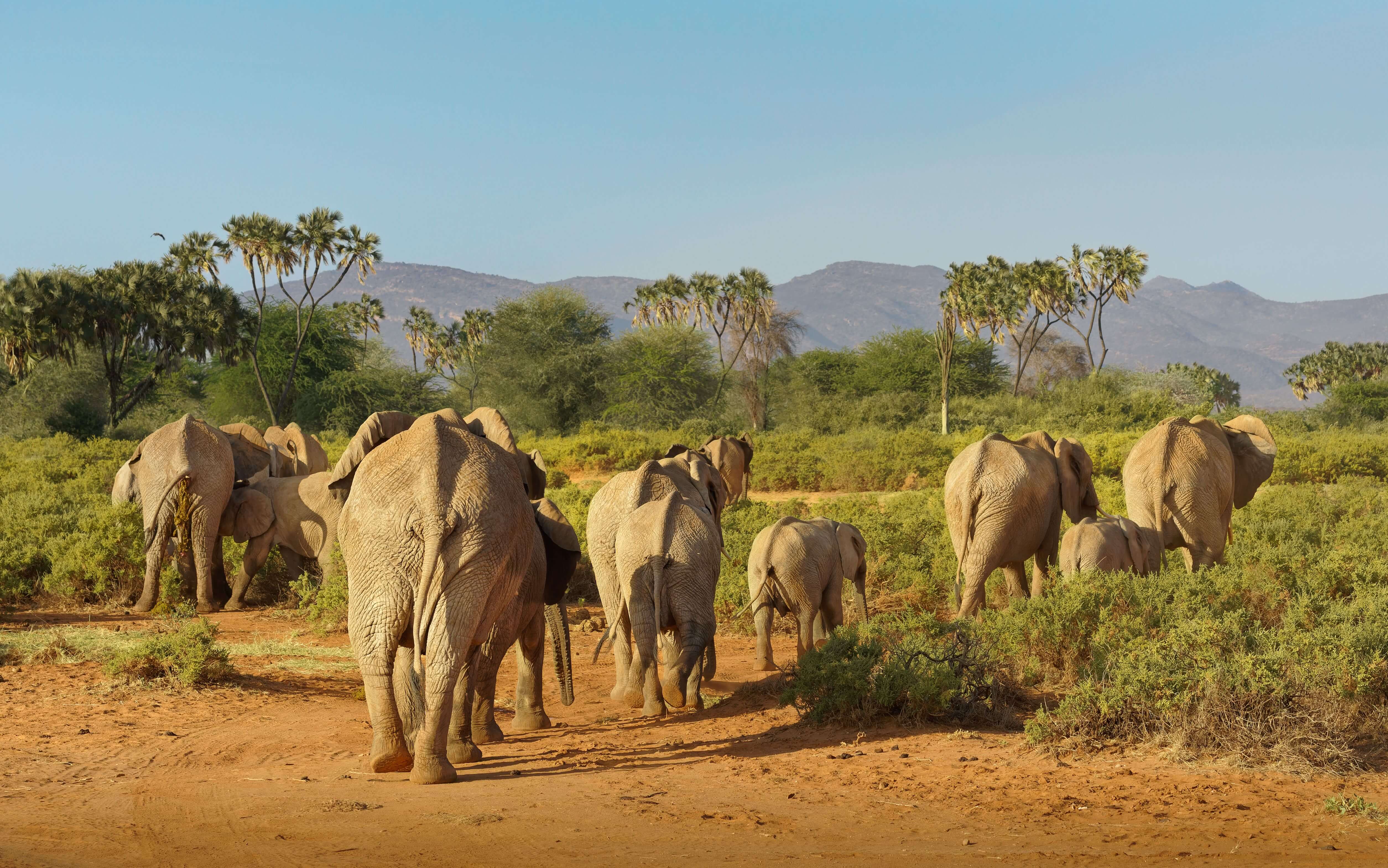 Samburu National Reserve