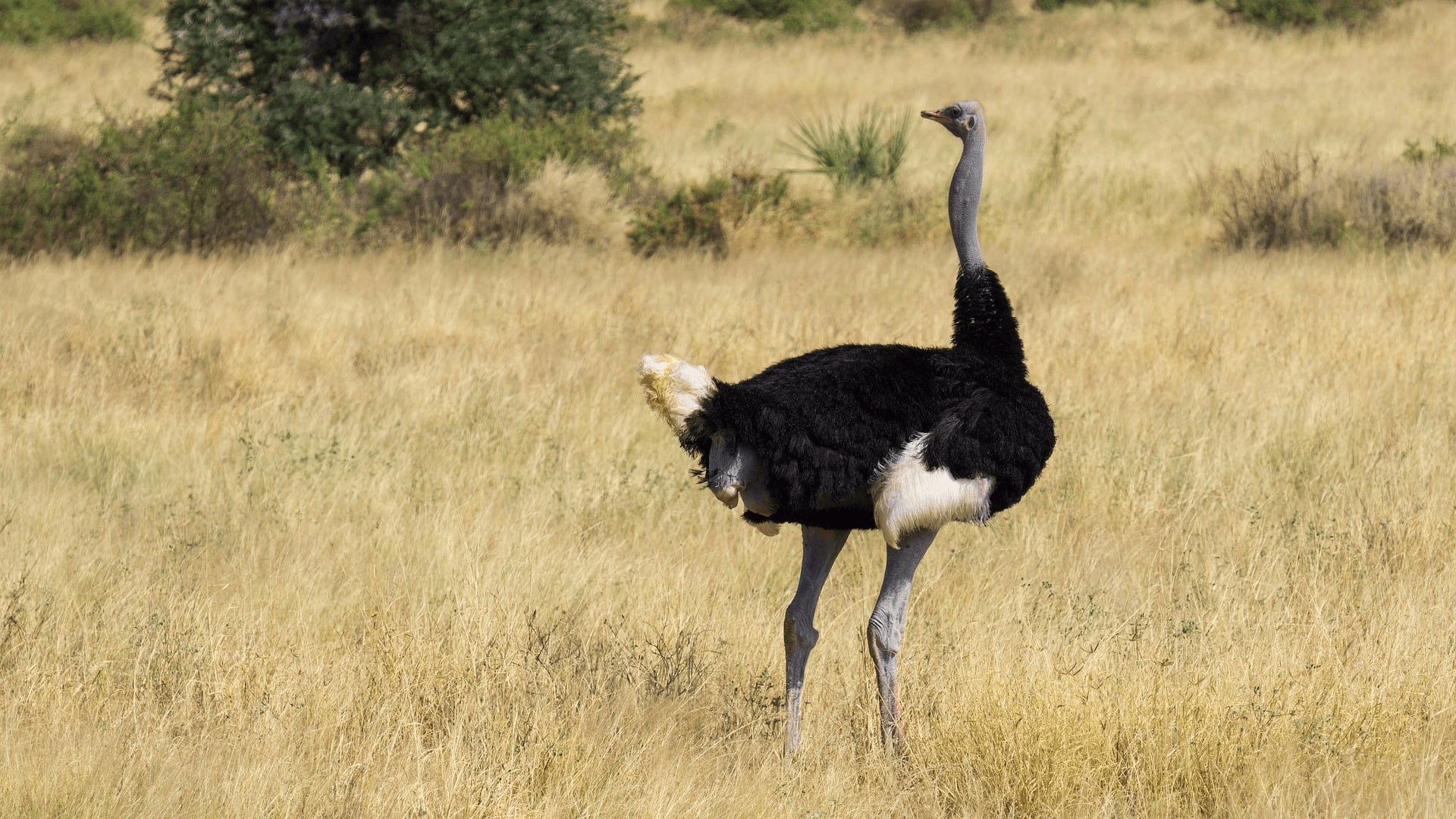 Samburu National Reserve