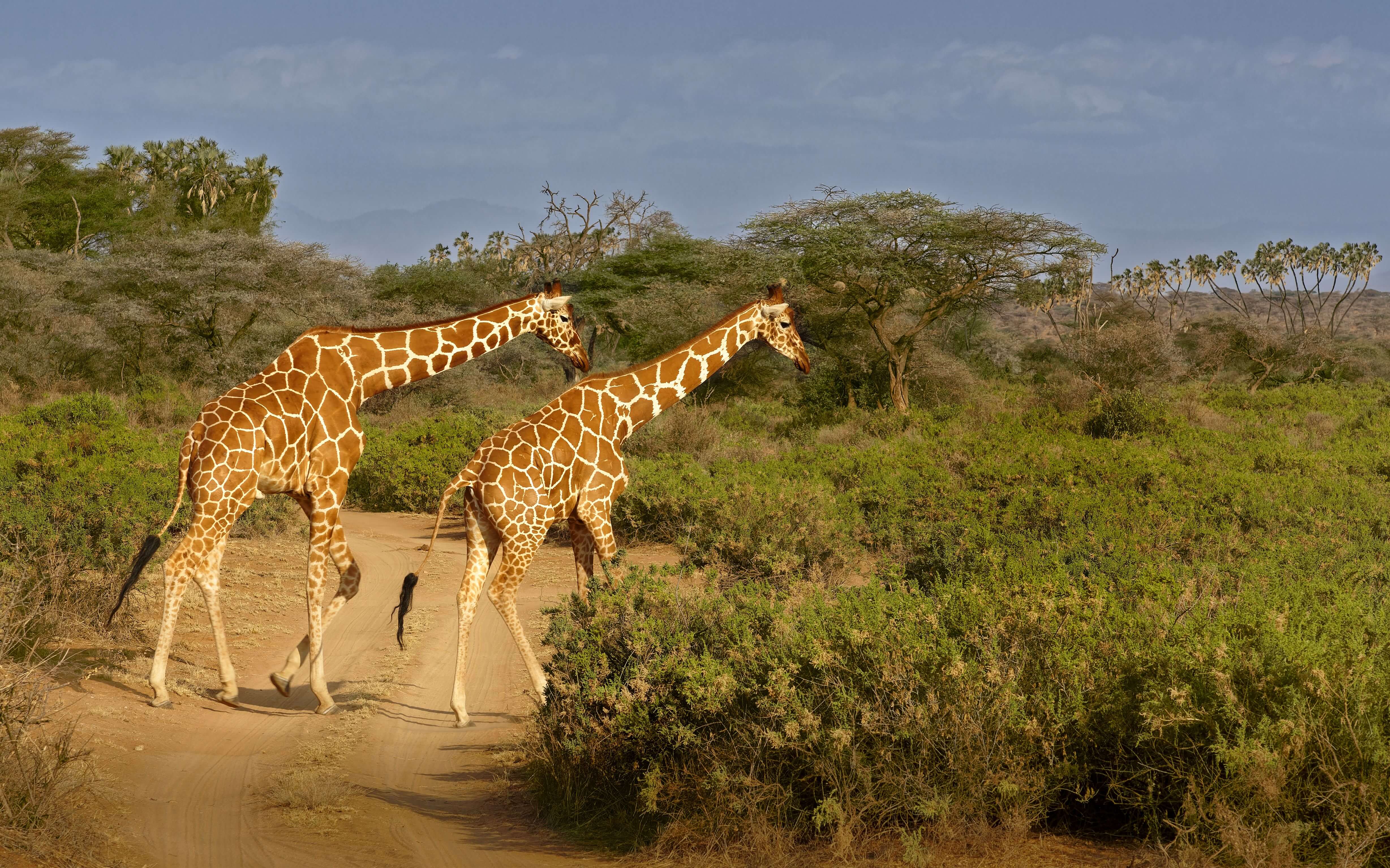 Samburu National Reserve