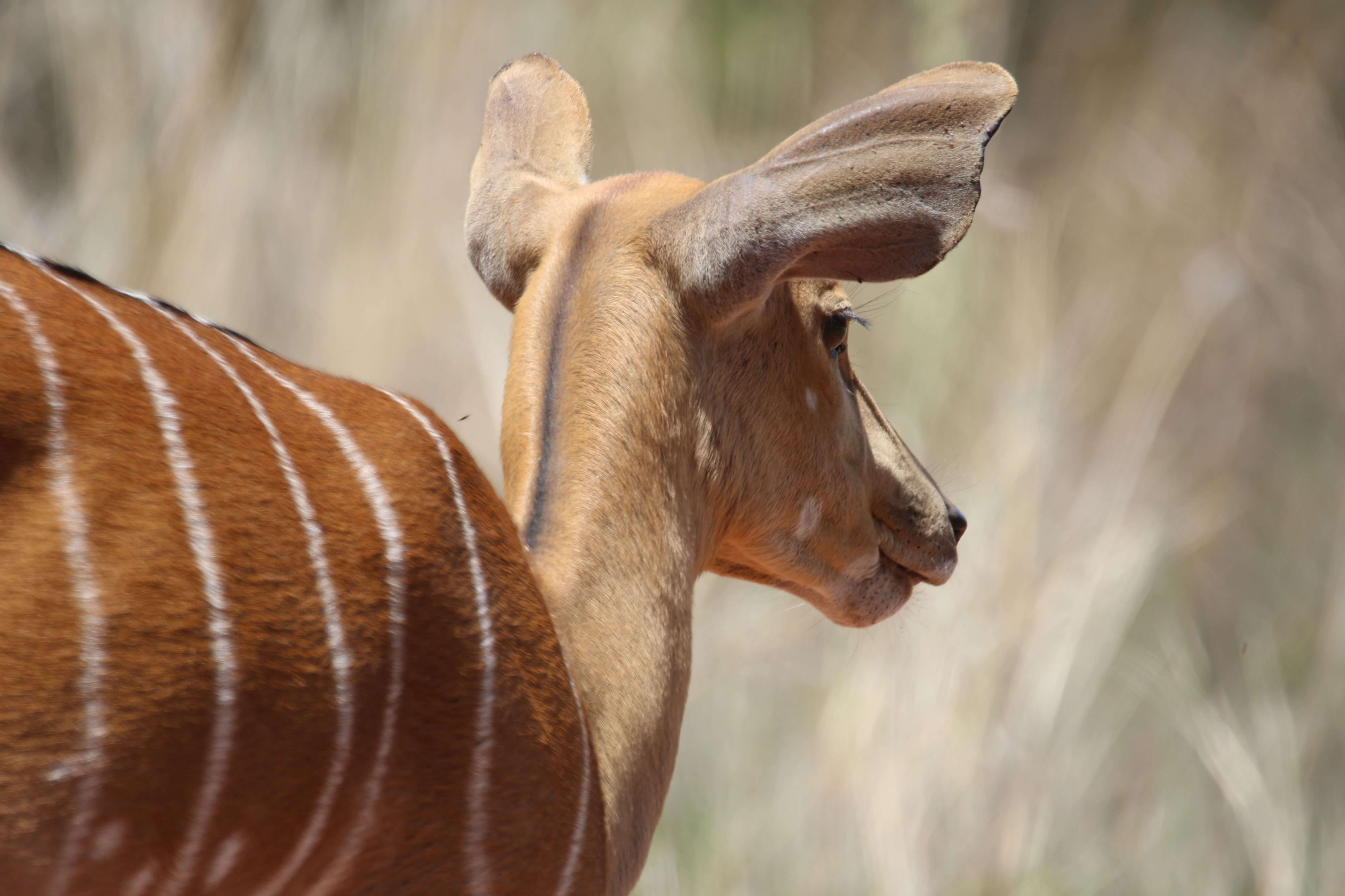 Samburu National Reserve