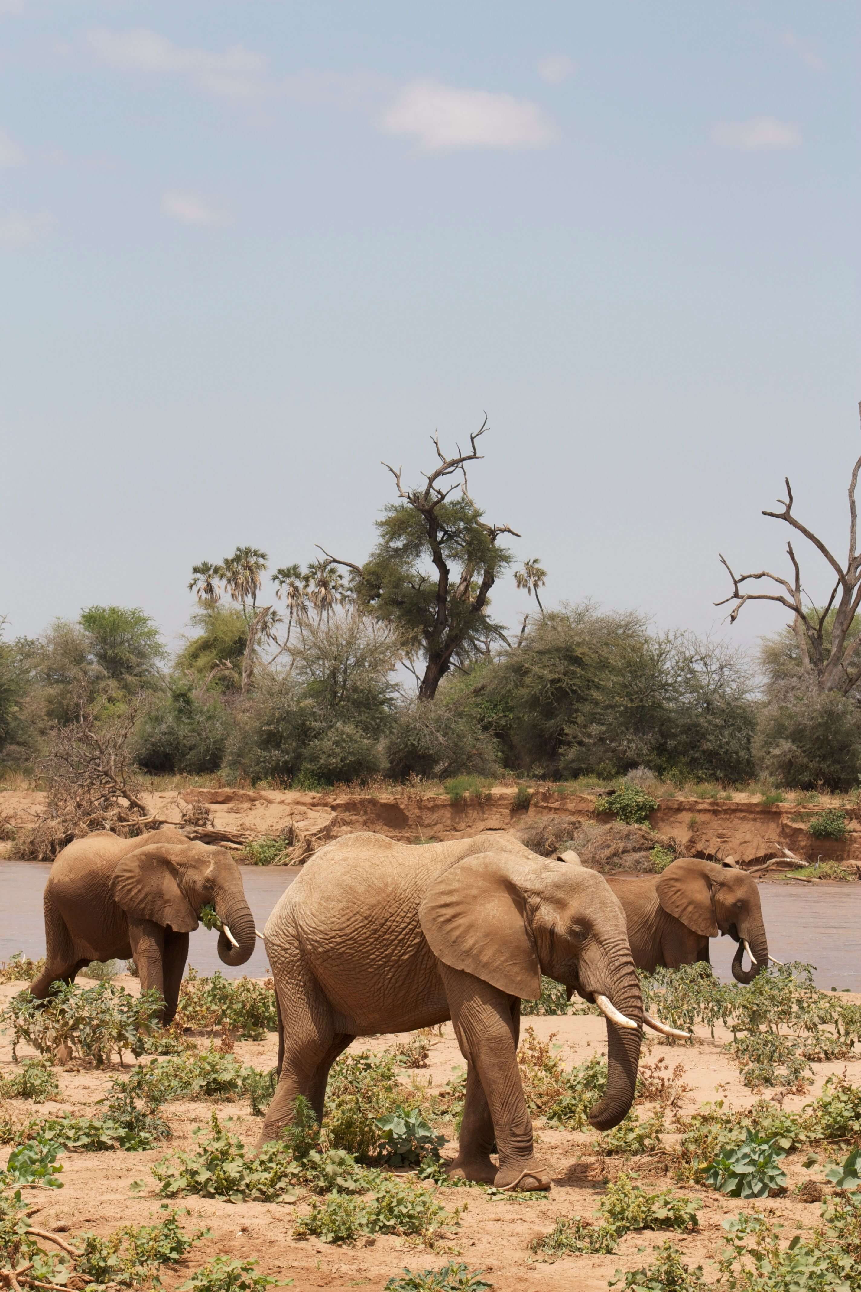 Samburu National Reserve