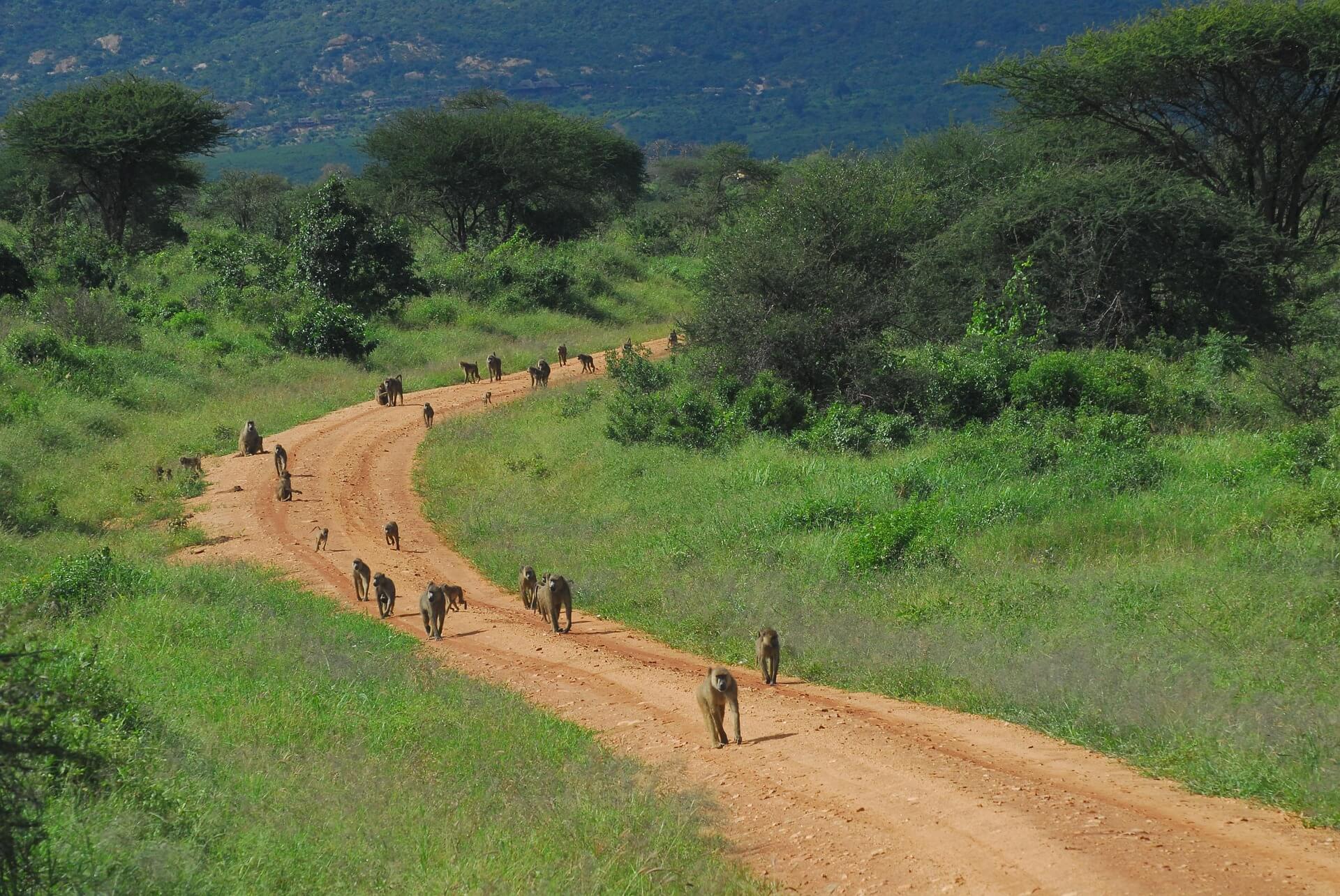 Tsavo West National Park