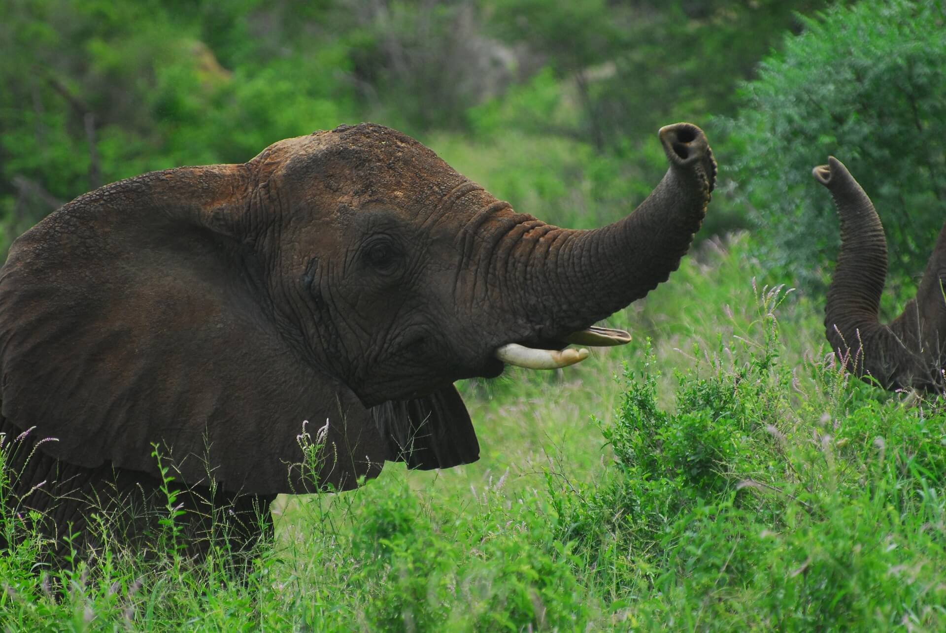 Tsavo West National Park
