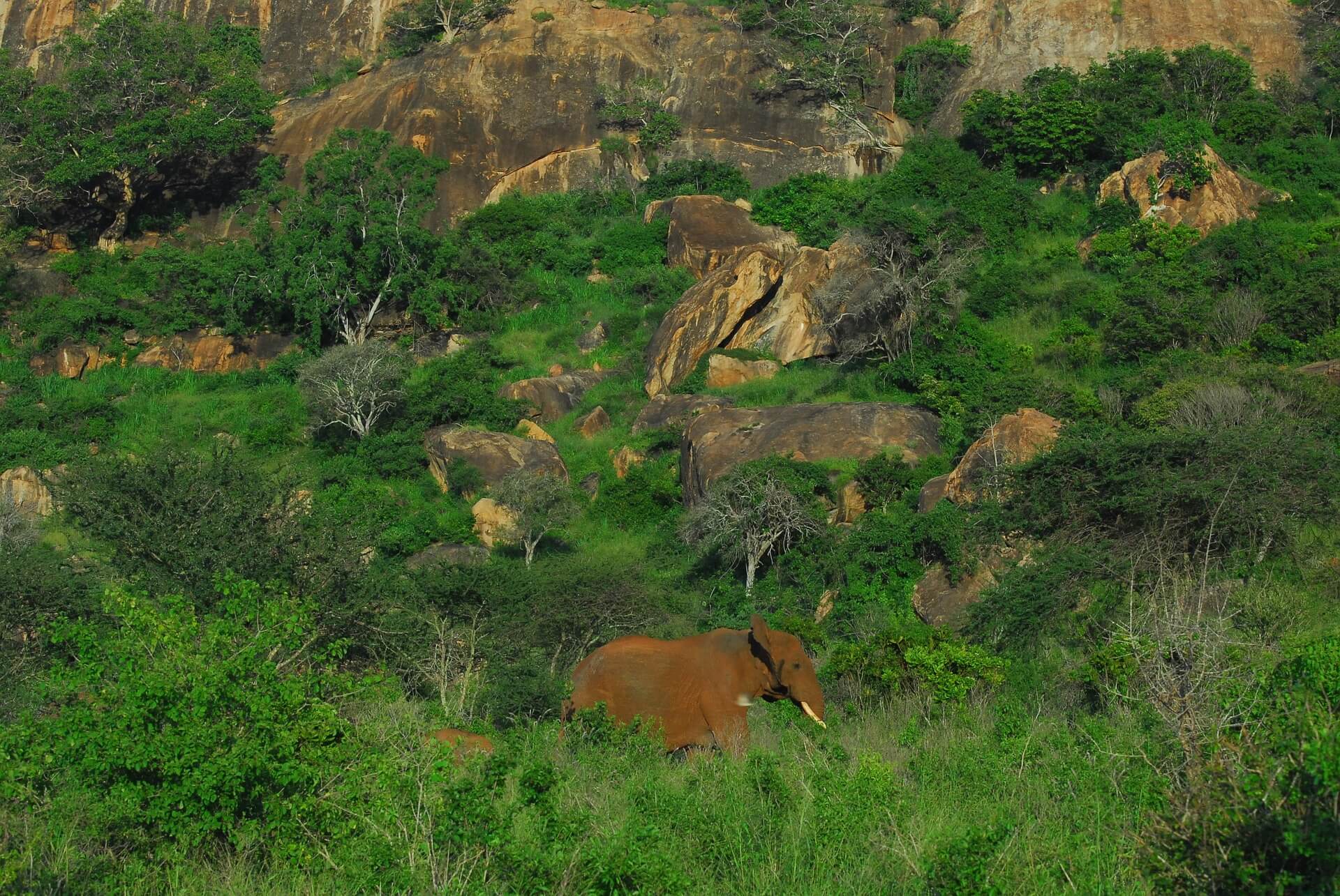 Tsavo West National Park