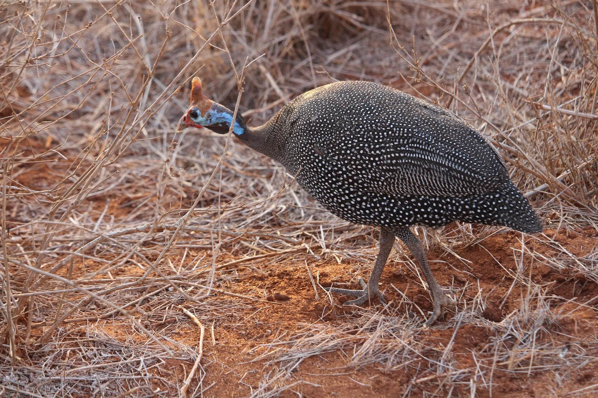 Tsavo West National Park