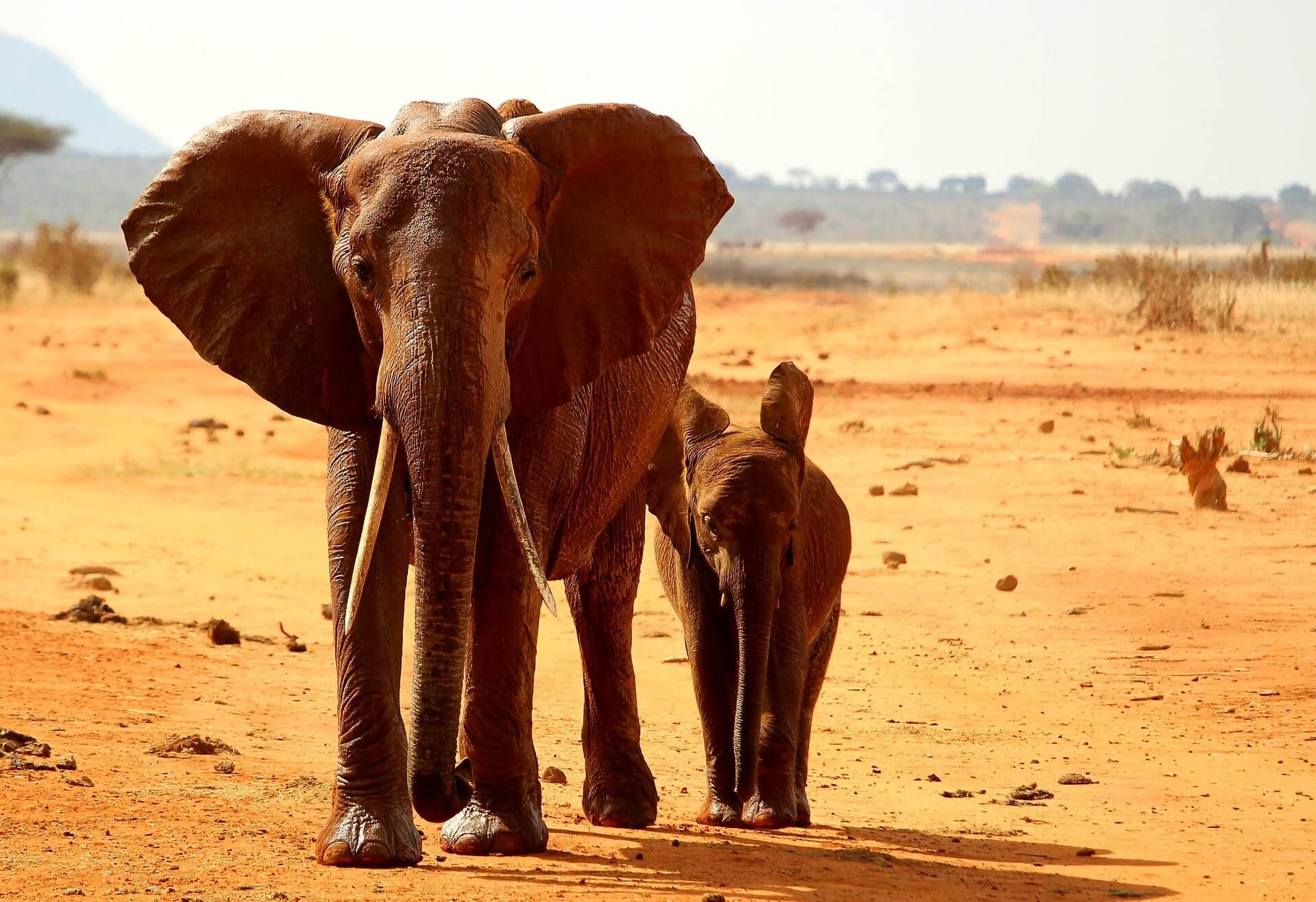 Tsavo West National Park