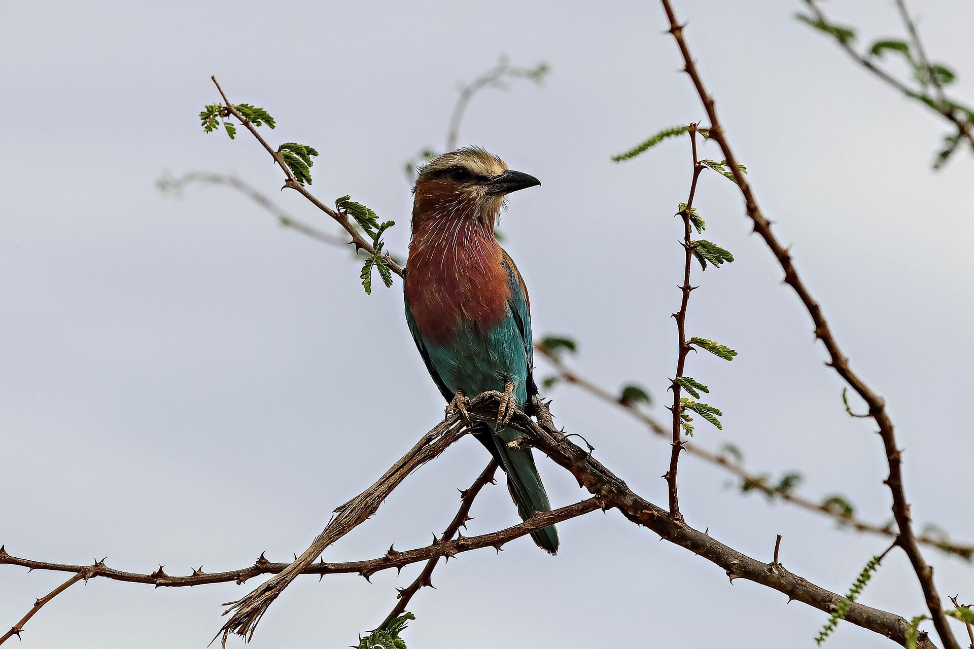 Tsavo West National Park