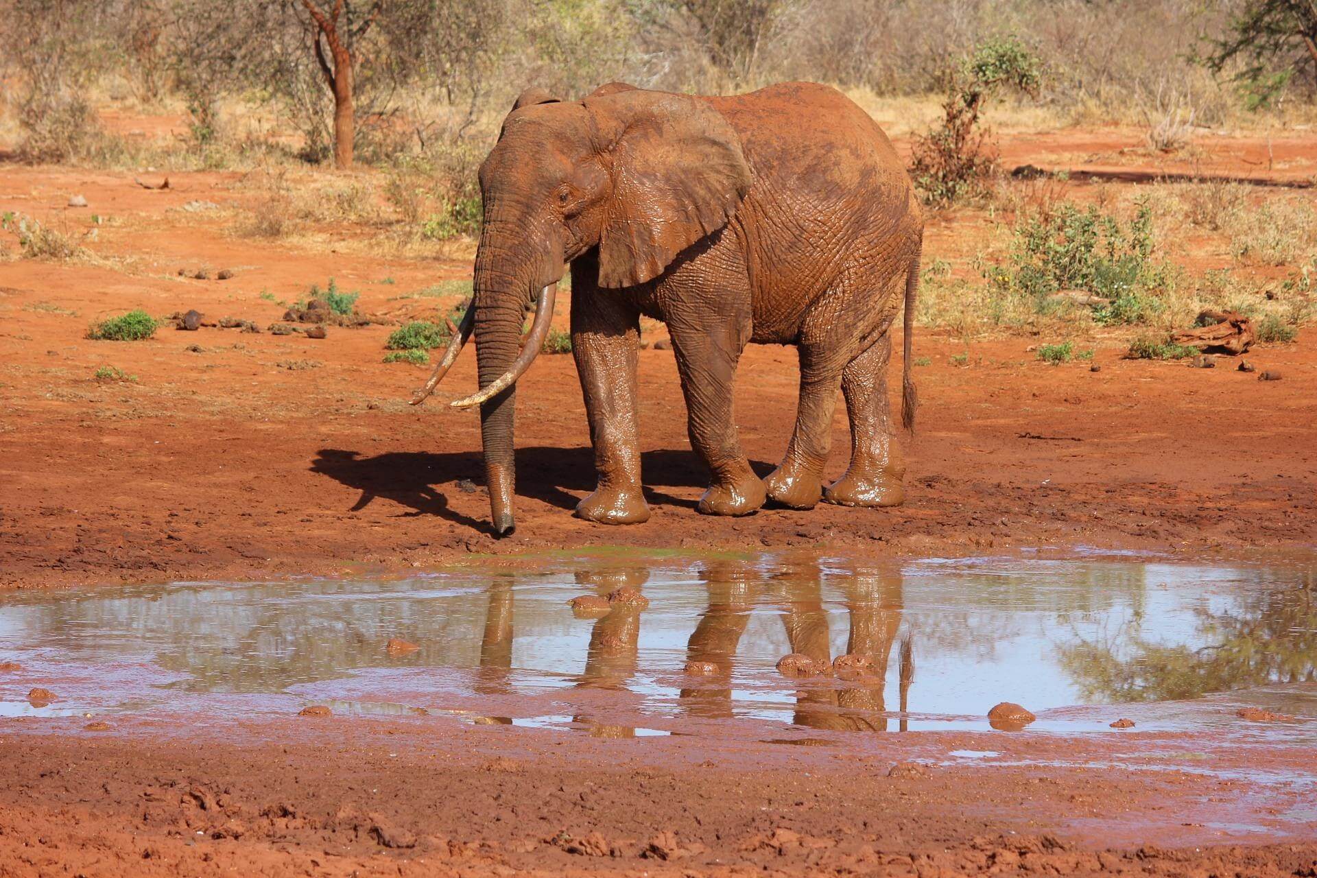 Tsavo West National Park