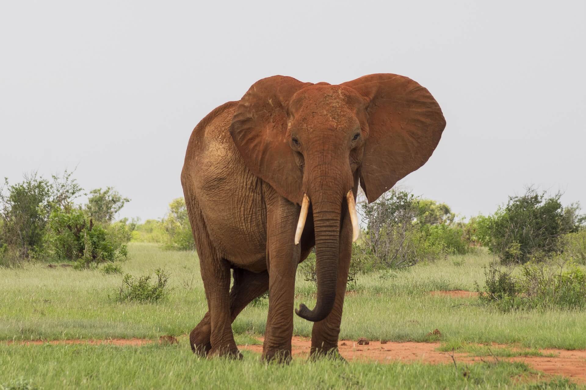 Tsavo East National Park