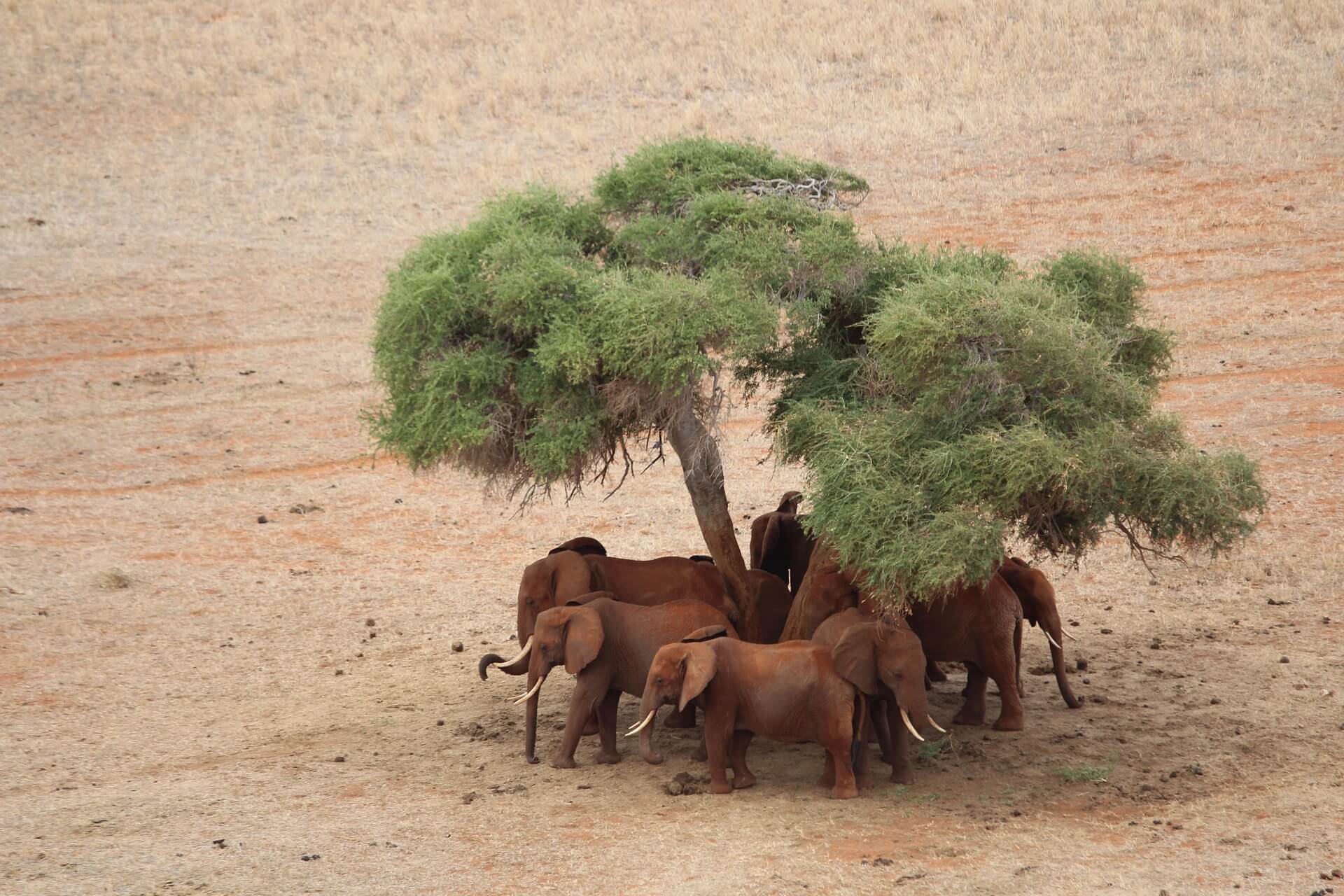 Tsavo East National Park