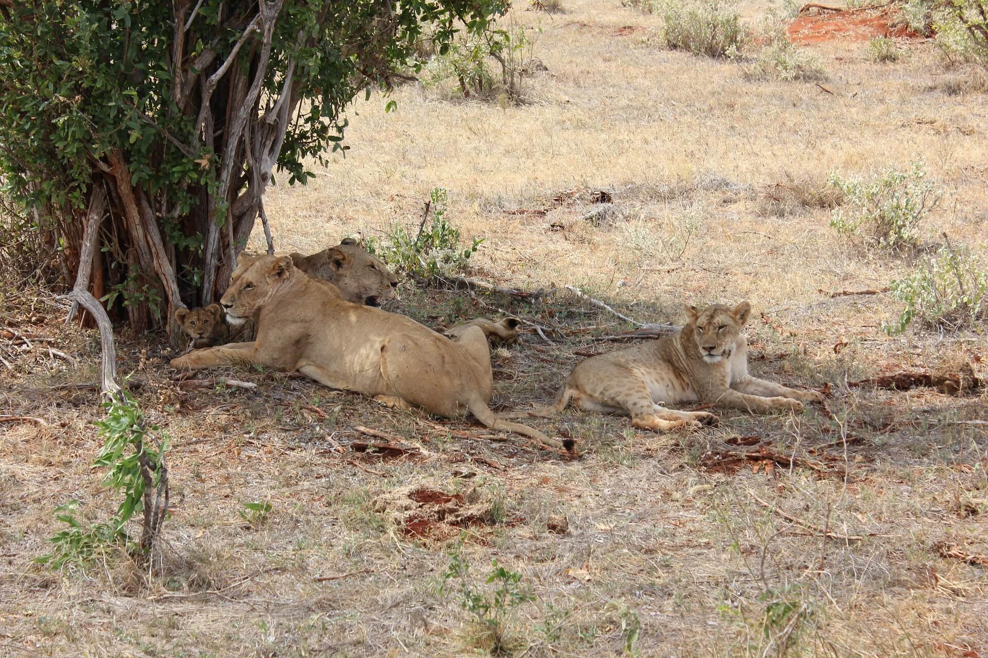 Tsavo East National Park
