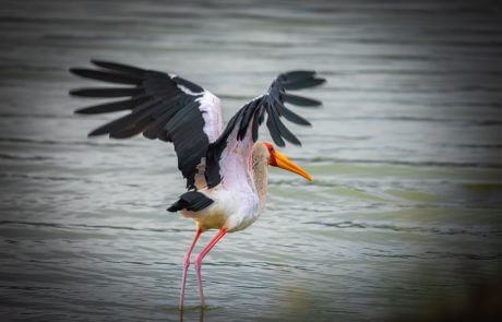 Lake Nakuru National Park