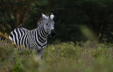 Lake Nakuru National Park